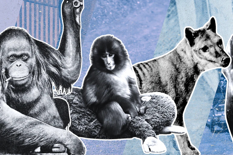 composite image showing famous zoo animals mollie the orang utan, Punch the monkey, the last thylacine and a cart-pulling elephant.