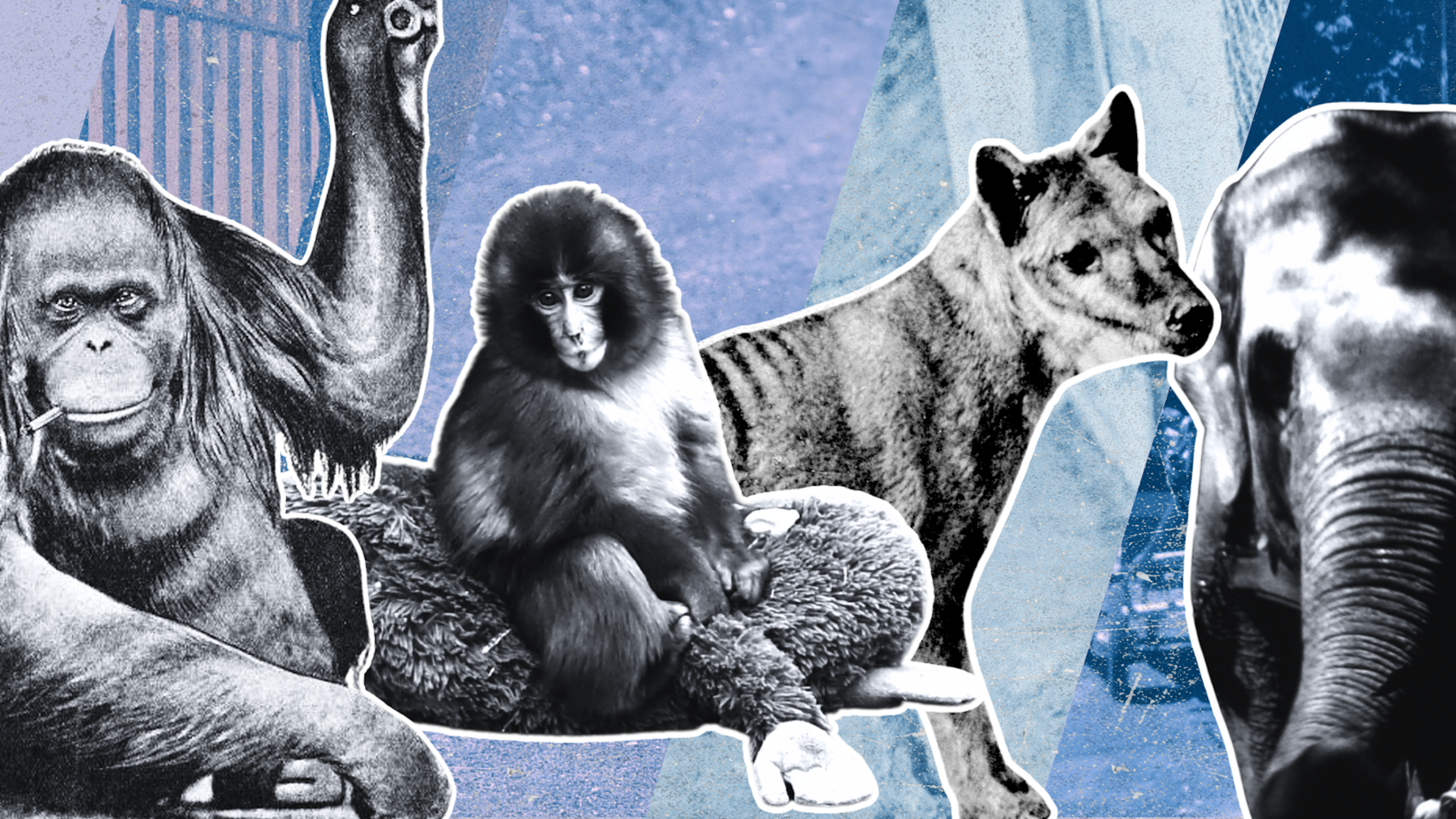 composite image showing famous zoo animals mollie the orang utan, Punch the monkey, the last thylacine and a cart-pulling elephant.
