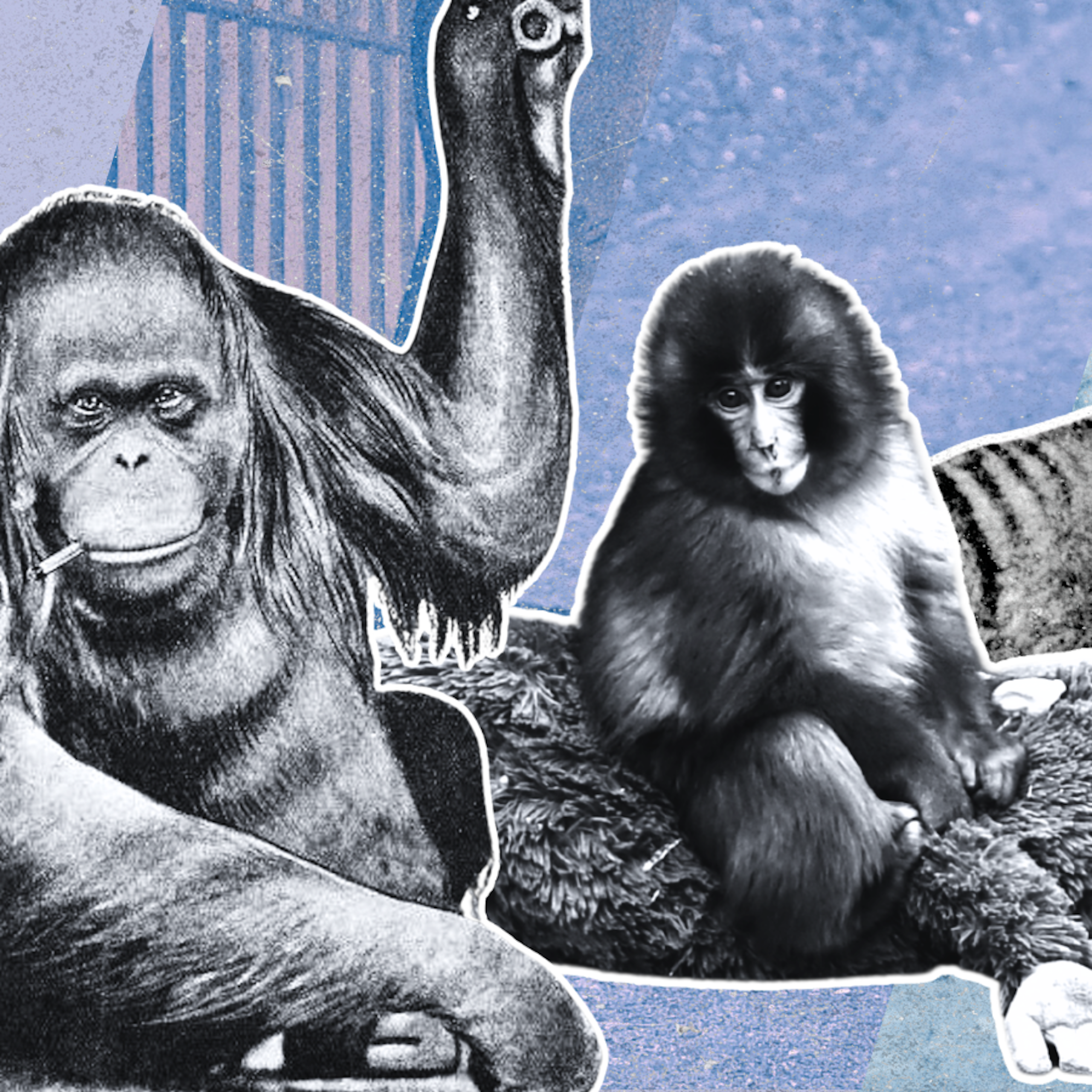 composite image showing famous zoo animals mollie the orang utan, Punch the monkey, the last thylacine and a cart-pulling elephant.