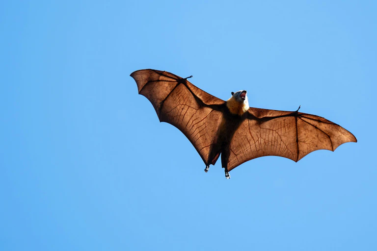A small brown bat flying against a clear blue sky.