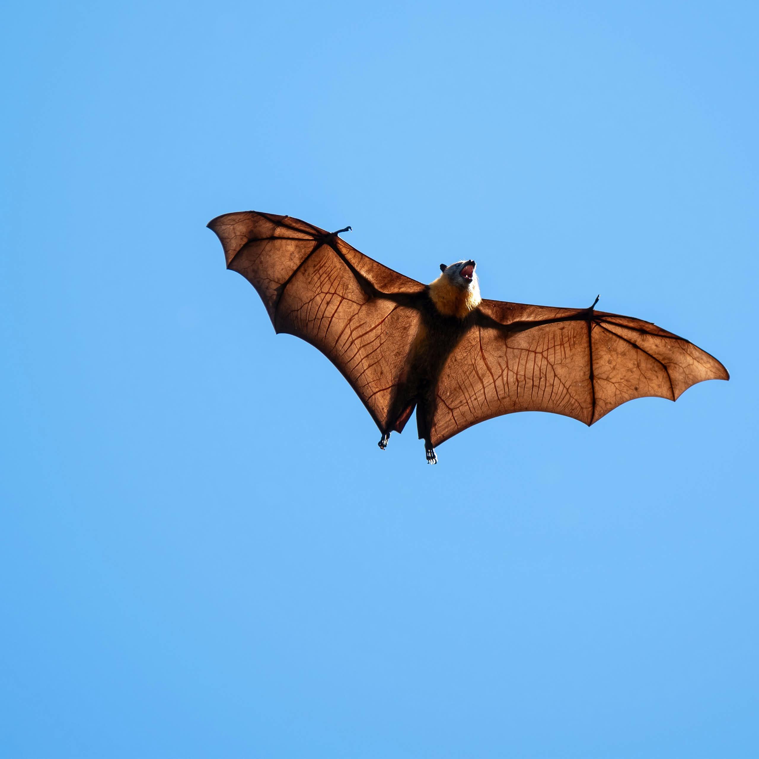 A small brown bat flying against a clear blue sky.