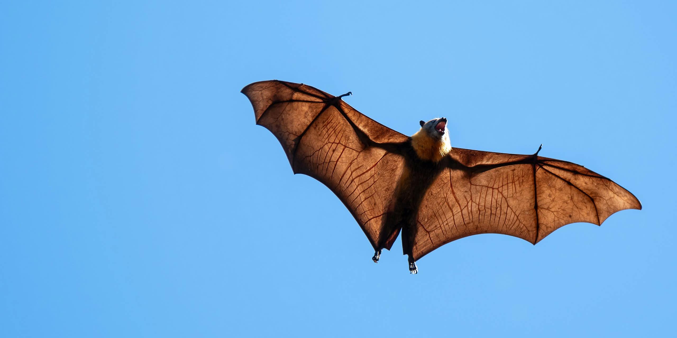 A small brown bat flying against a clear blue sky.