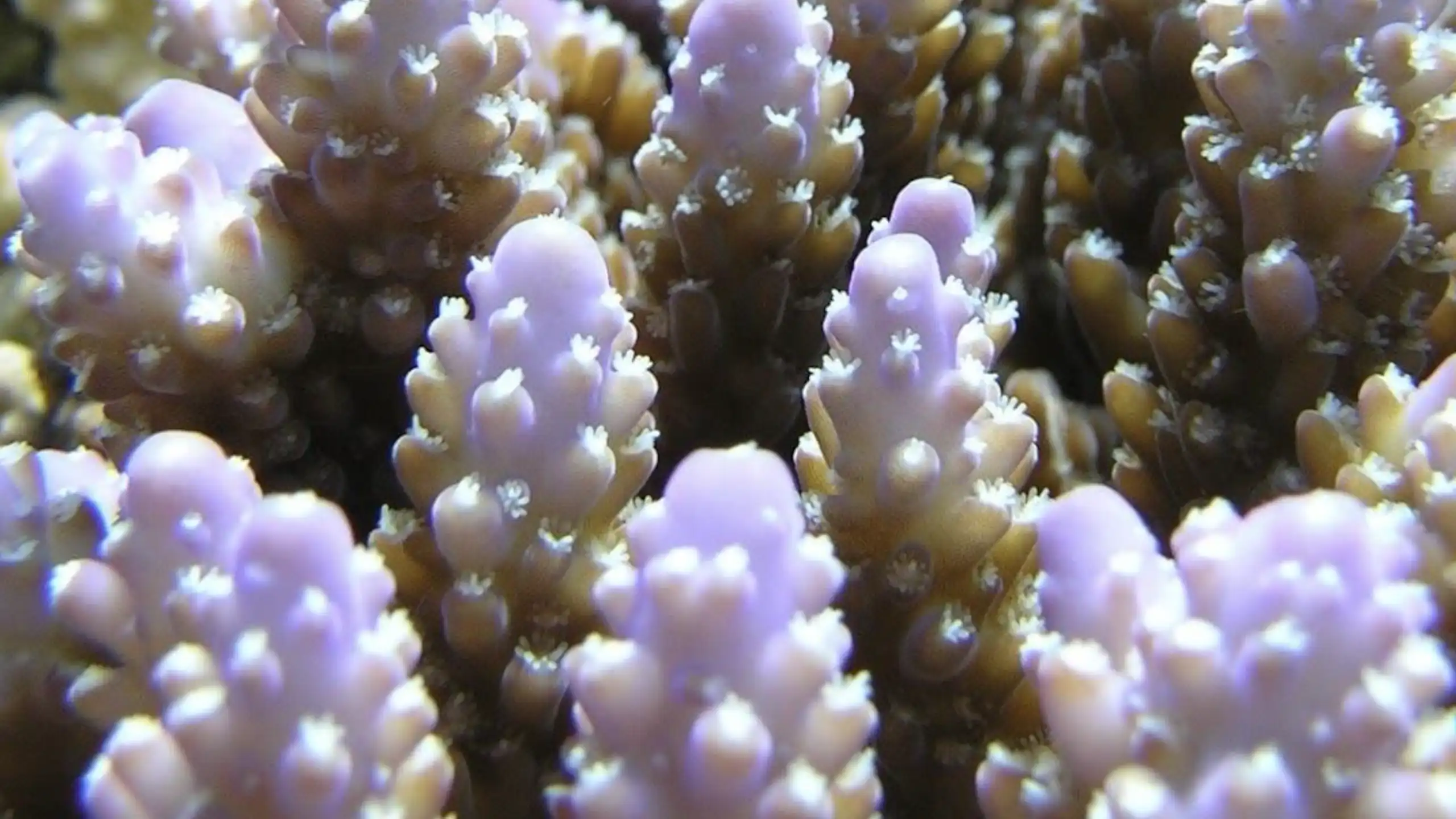 A close up shot of colourful coral.