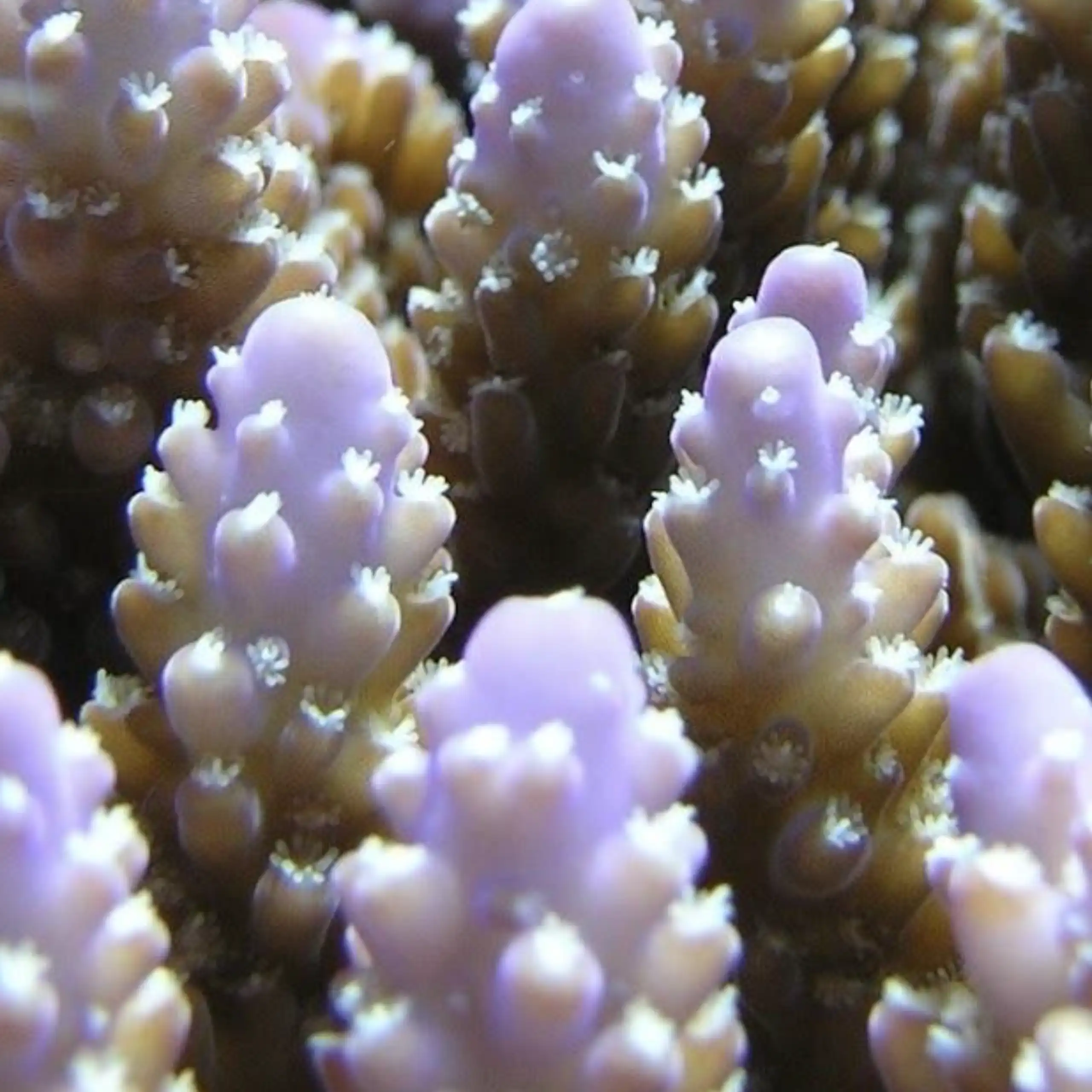 A close up shot of colourful coral.