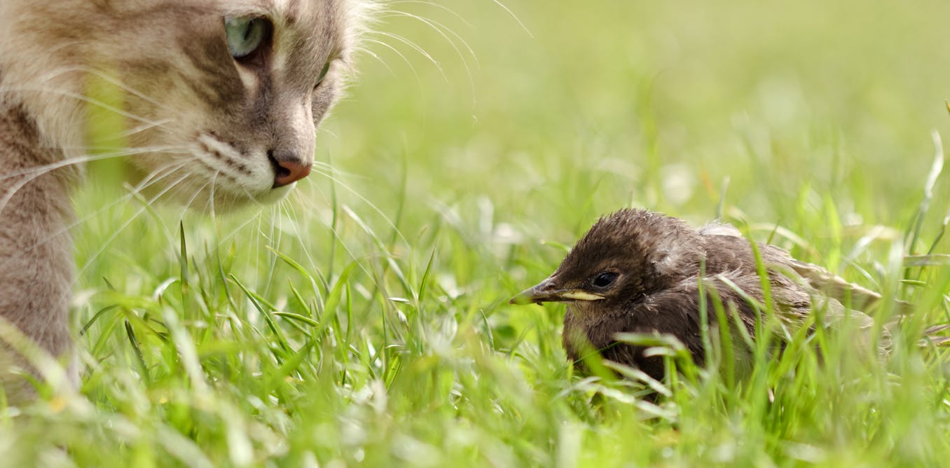 Our pets are devouring biodiversity – but a few changes in EU law could make all the difference Our pets are devouring biodiversity – but a few changes in EU law could make all the difference