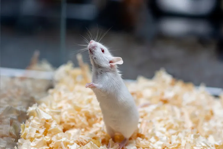A mouse in a glass box.