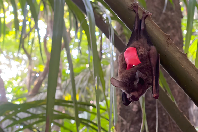 Fringe-lipped bat wearing a red miniature data logger on its back.