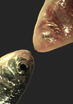 Estudio por qué las larvas del pez cebra prefieren girar hacia la izquierda o hacia la derecha, para entender cómo y por qué el cerebro humano codifica la diestro y la zurda. 1 Primer plano de un pez plateado mirando un pez rosado sin ojos