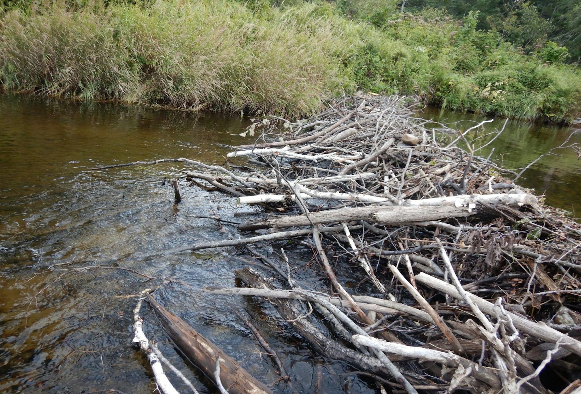 A beaver dam on a river