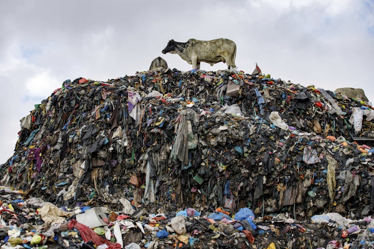 Cow stands on a large pile of textile waste.