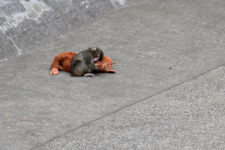 Seekor bayi monyet 'Punch' berbaring di atas beton sambil memeluk mainan boneka berbulu berwarna oranye.