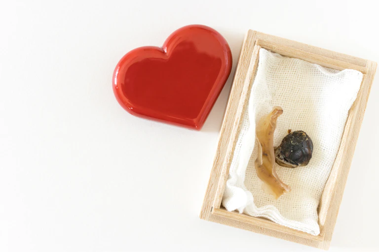 Umbilical cord in a wooden keepsake box next to a small red ceramic heart