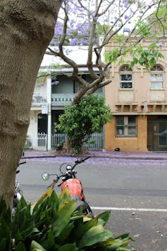A Sydney streetscape with a jacaranda close to terrace homes