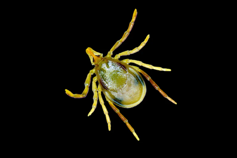 eastern paralysis tick, Ixodes holocyclus