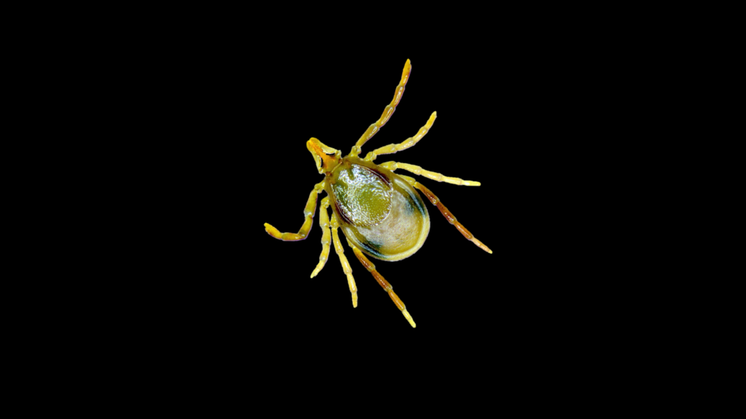 eastern paralysis tick, Ixodes holocyclus