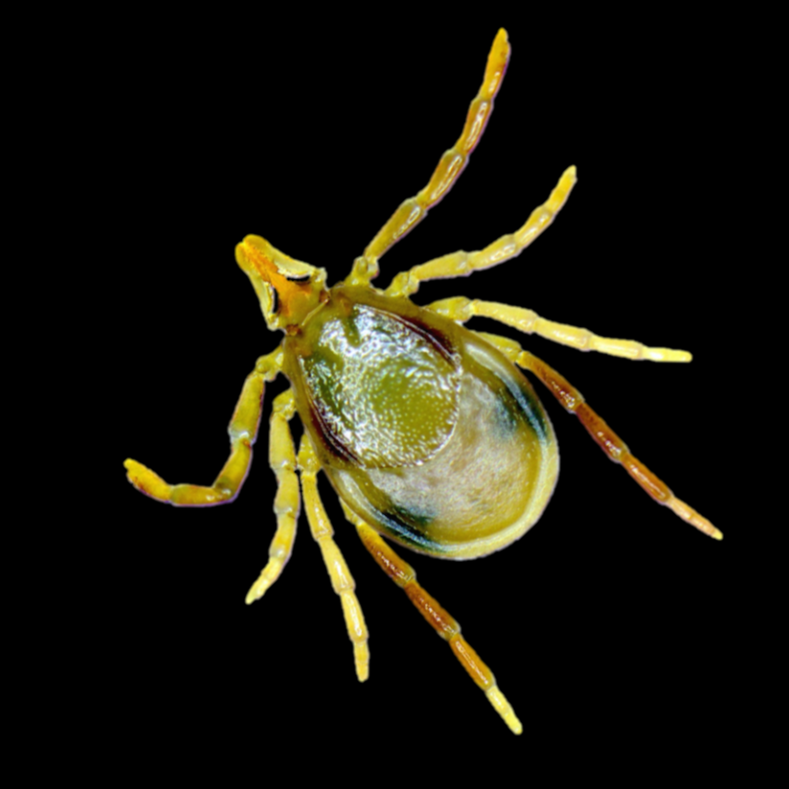 eastern paralysis tick, Ixodes holocyclus