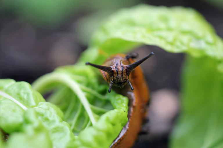 Slug faces camera, sitting in a lettuce leaf