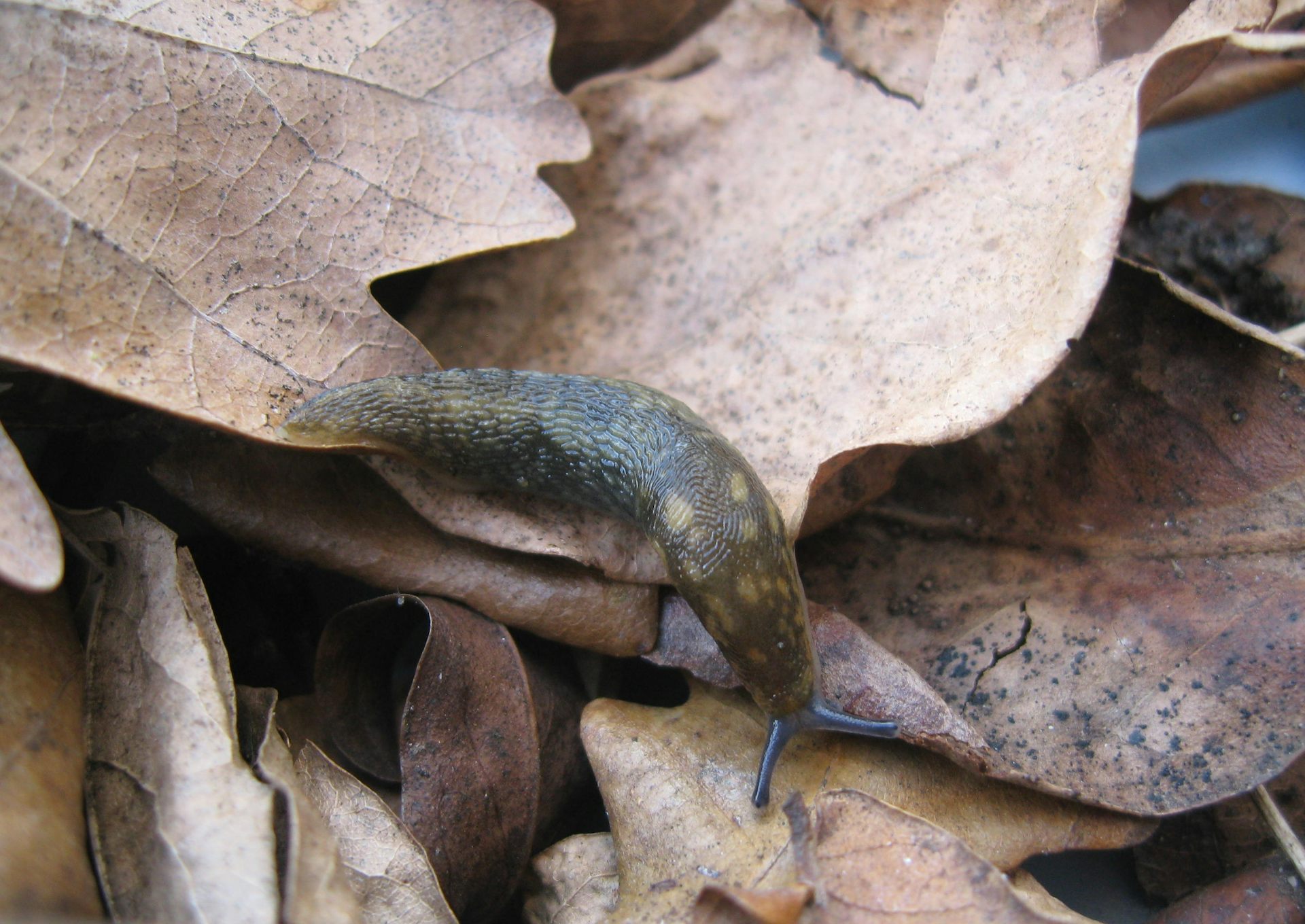 Grey slug on leaf litter.