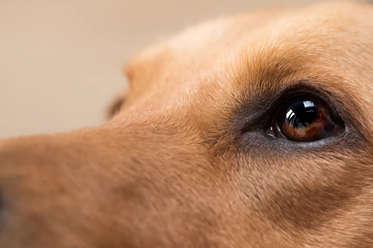 Close up of dog's face