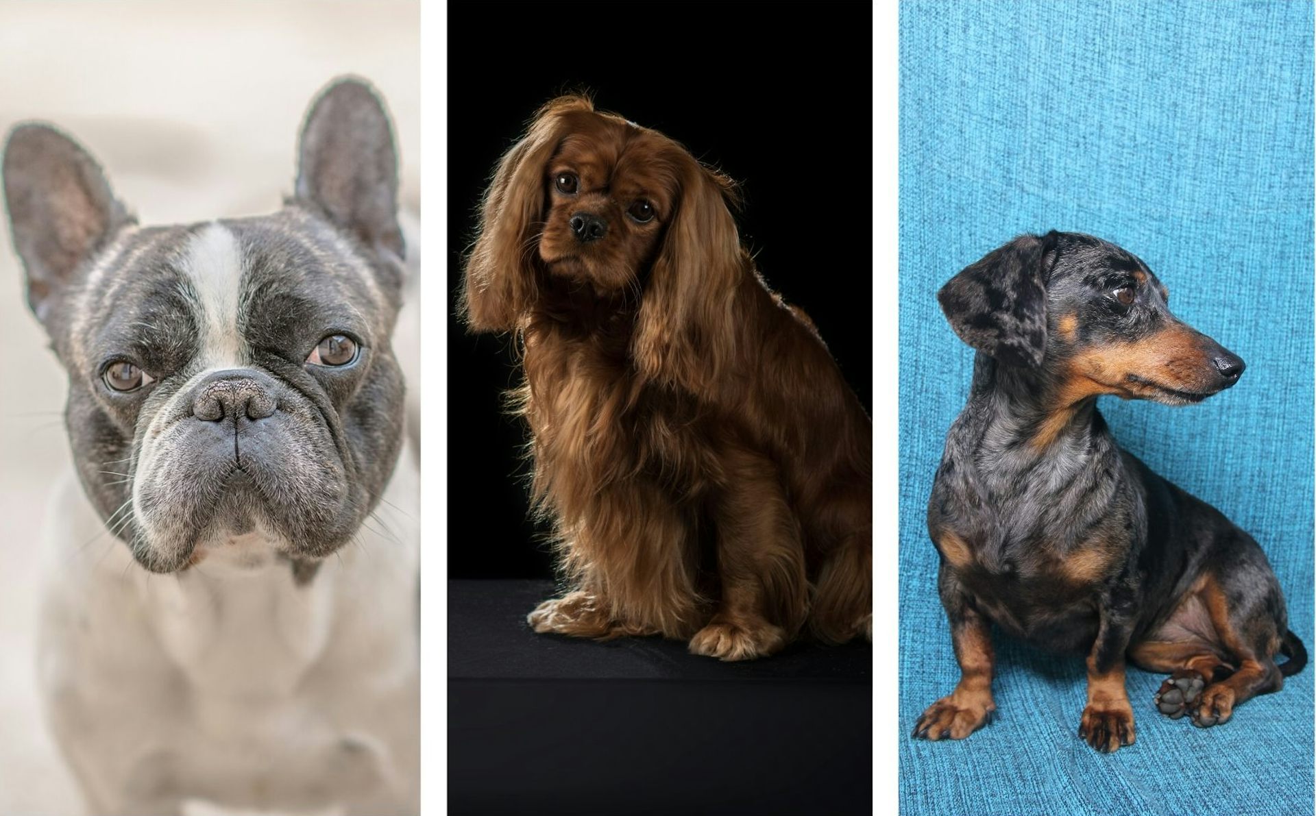 Un bouledogue français, un Cavalier King Charles Spaniel, un teckel à poil ras. 