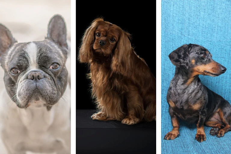Un bouledogue français, un Cavalier King Charles Spaniel, un teckel à poil ras.