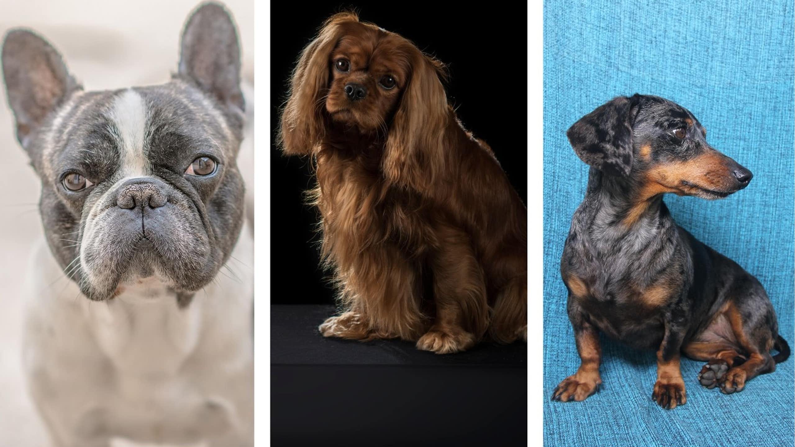 Un bouledogue français, un Cavalier King Charles Spaniel, un teckel à poil ras.
