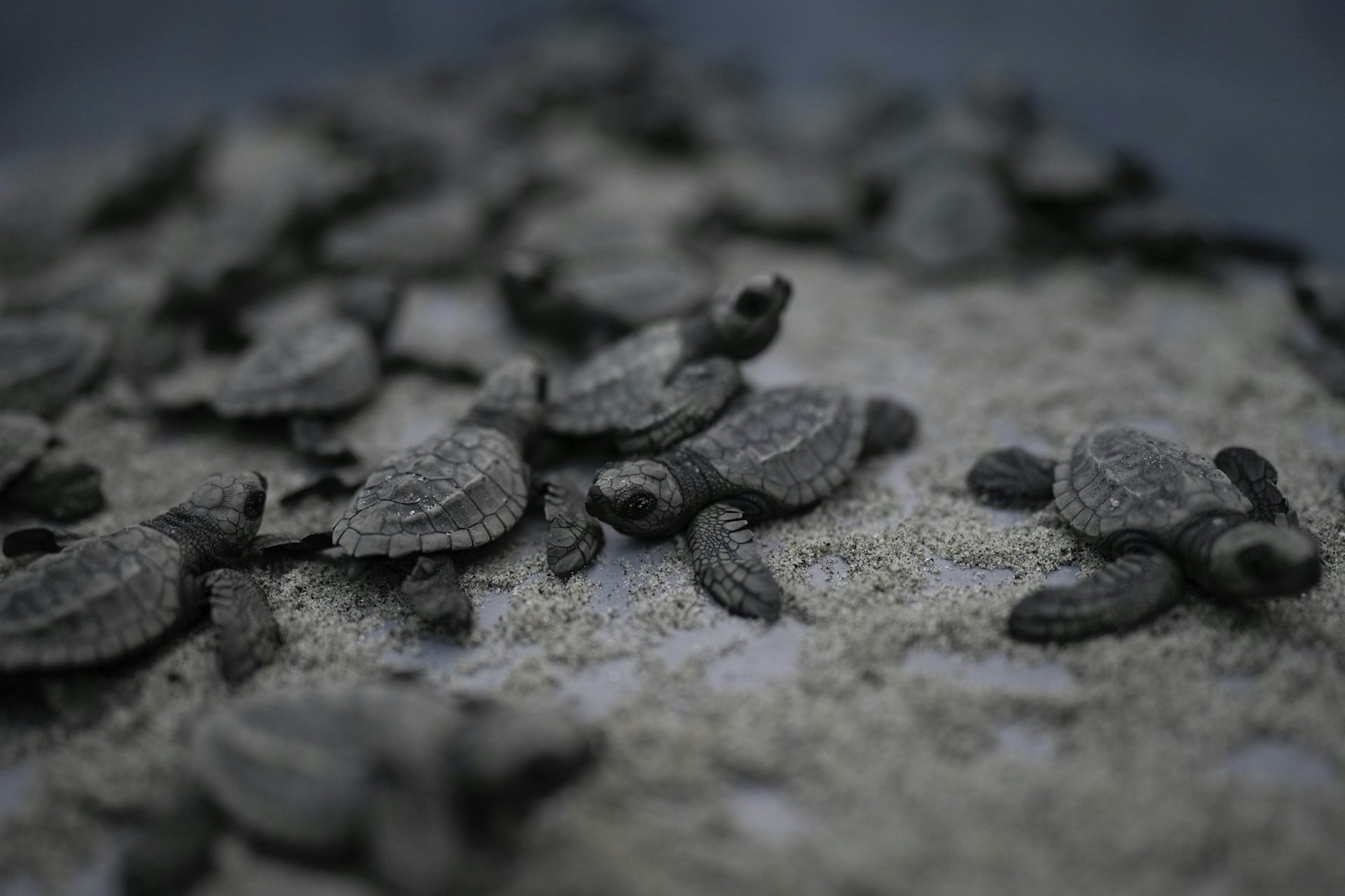 Baby turtles on a beach