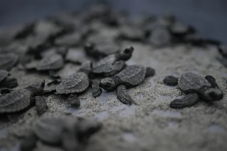 Des bébés tortues sur une plage