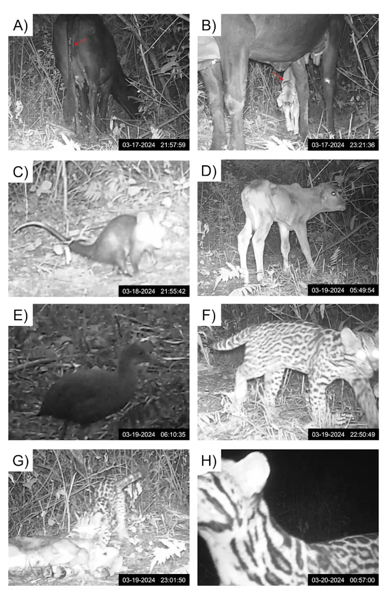 Oito imagens em preto e branco, da armadilha fotográfica, mostram o bezerro, a jaguatirica, outros animais da floresta e o felino arrastando o bezerro