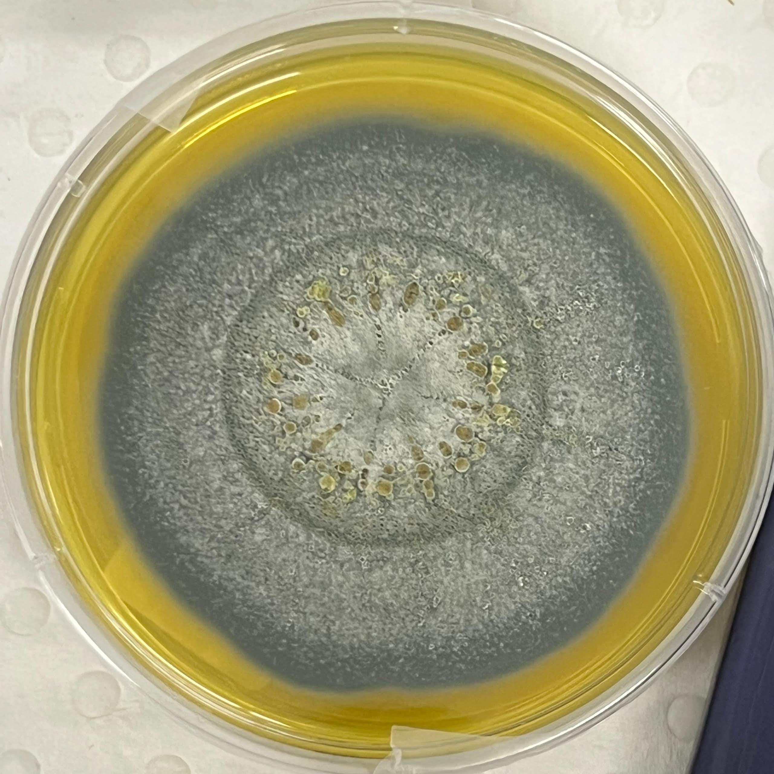 Close-up of a petri dish with a kind of mould