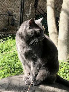 un chat gris dans un jardin