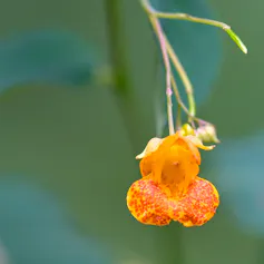 an orange-yellowish flower with red spots
