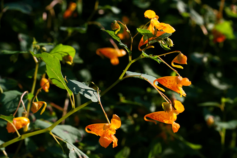 A plant with yellow flowers and green leaves