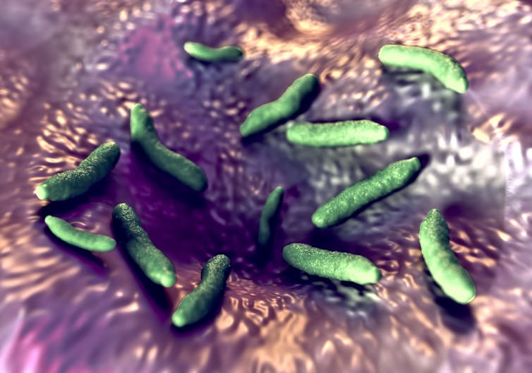 A digital mock-up of Faecalibacterium in the gut.