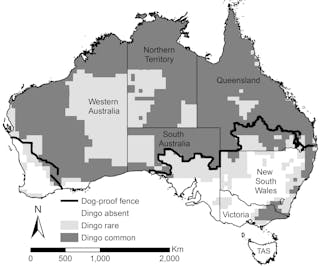 Let S Move The World S Longest Fence To Settle The Dingo Debate Let S Move The World S Longest Fence To Settle The Dingo Debate