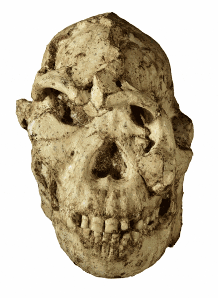 A brand new face for Little Foot, probably the most entire australopithecine ever came upon 2 file 20260227 68 hj6nu9.gif?ixlib=rb 4.1