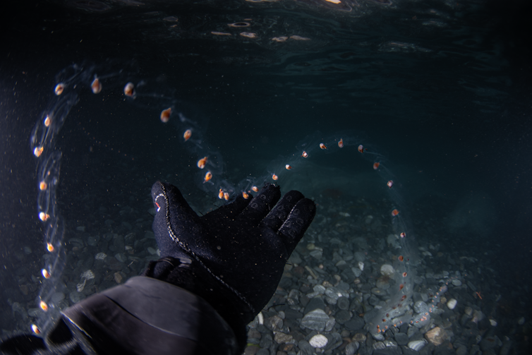 gloved hand underwater touching tiny plankton, dark underwater seascape