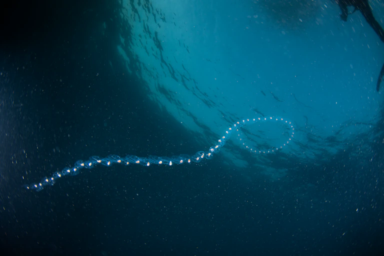 blue underwater seascape with line of brightly coloured plankton