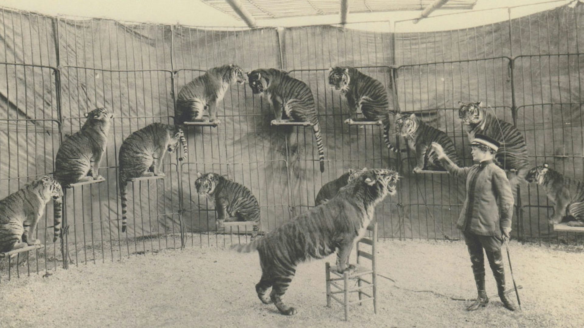 A woman stands to the right of a tiger balancing on a chair with its front paws. In the background, a row of big cats pose on ledges.