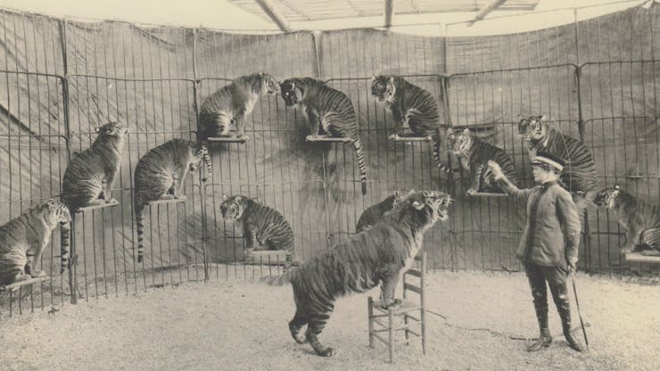 A woman stands to the right of a tiger balancing on a chair with its front paws. In the background, a row of big cats pose on ledges.
