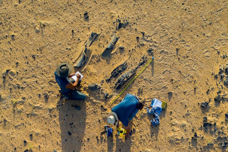 Los paleontólogos descubren una nueva especie de 'Spinosaurus' siguiendo el rastro de un libro de décadas de antigüedad en el desierto del Sahara 1 Toma cenital de dos paleontólogos parados en el desierto, con grandes huesos de dinosaurio sobresaliendo de la arena.