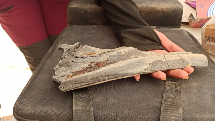 Los paleontólogos descubren una nueva especie de 'Spinosaurus' siguiendo el rastro de un libro de décadas de antigüedad en el desierto del Sahara 2 Mano sosteniendo un gran fósil curvo con una pieza de cresta adherida