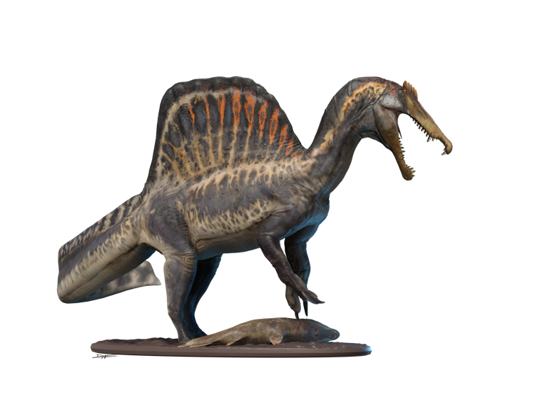 Los paleontólogos descubren una nueva especie de 'Spinosaurus' siguiendo el rastro de un libro de décadas de antigüedad en el desierto del Sahara 4 Ilustración de un dinosaurio largo con una cresta alta.