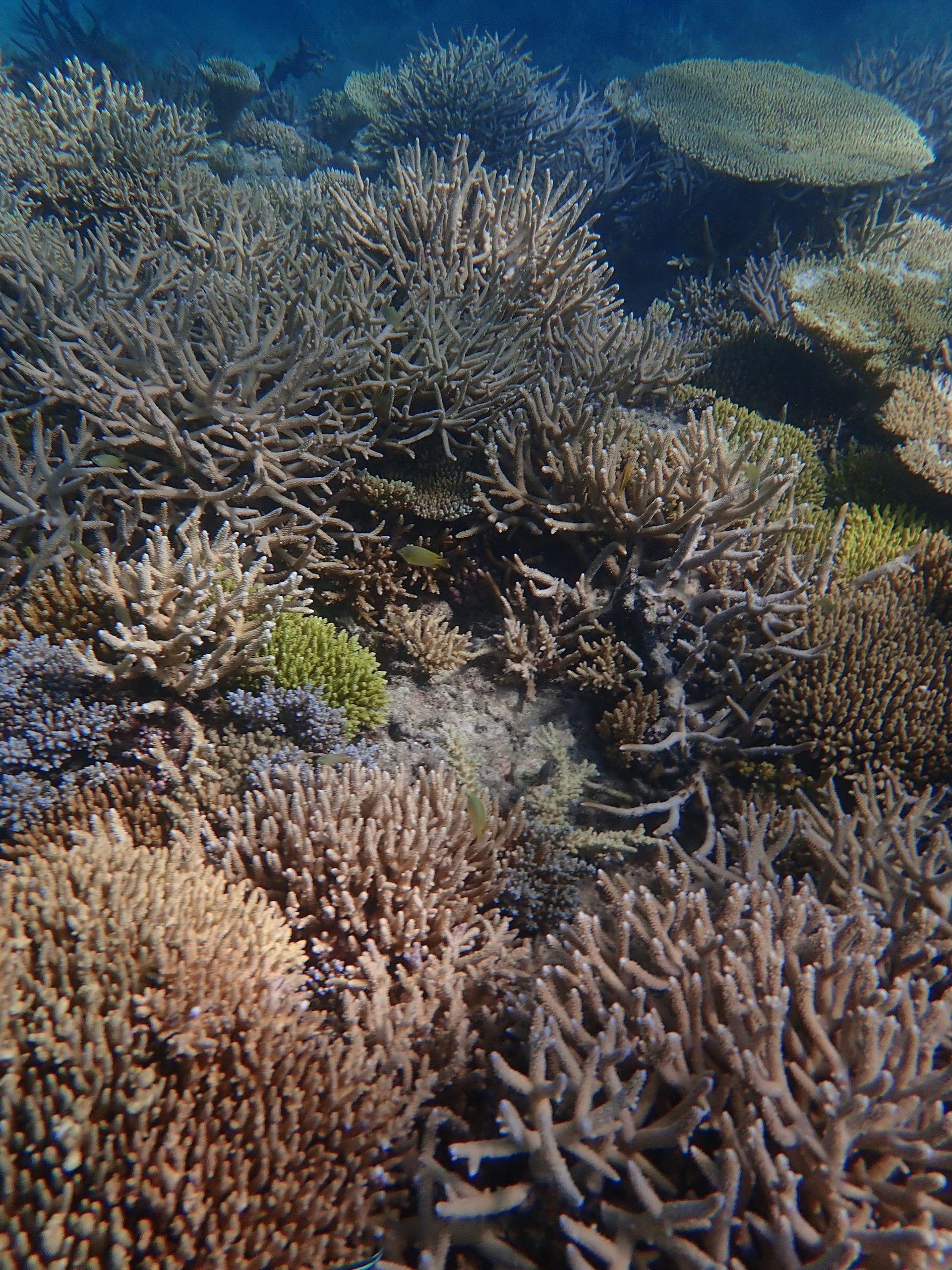 Underwater view of a coral reef in New Caledonia.