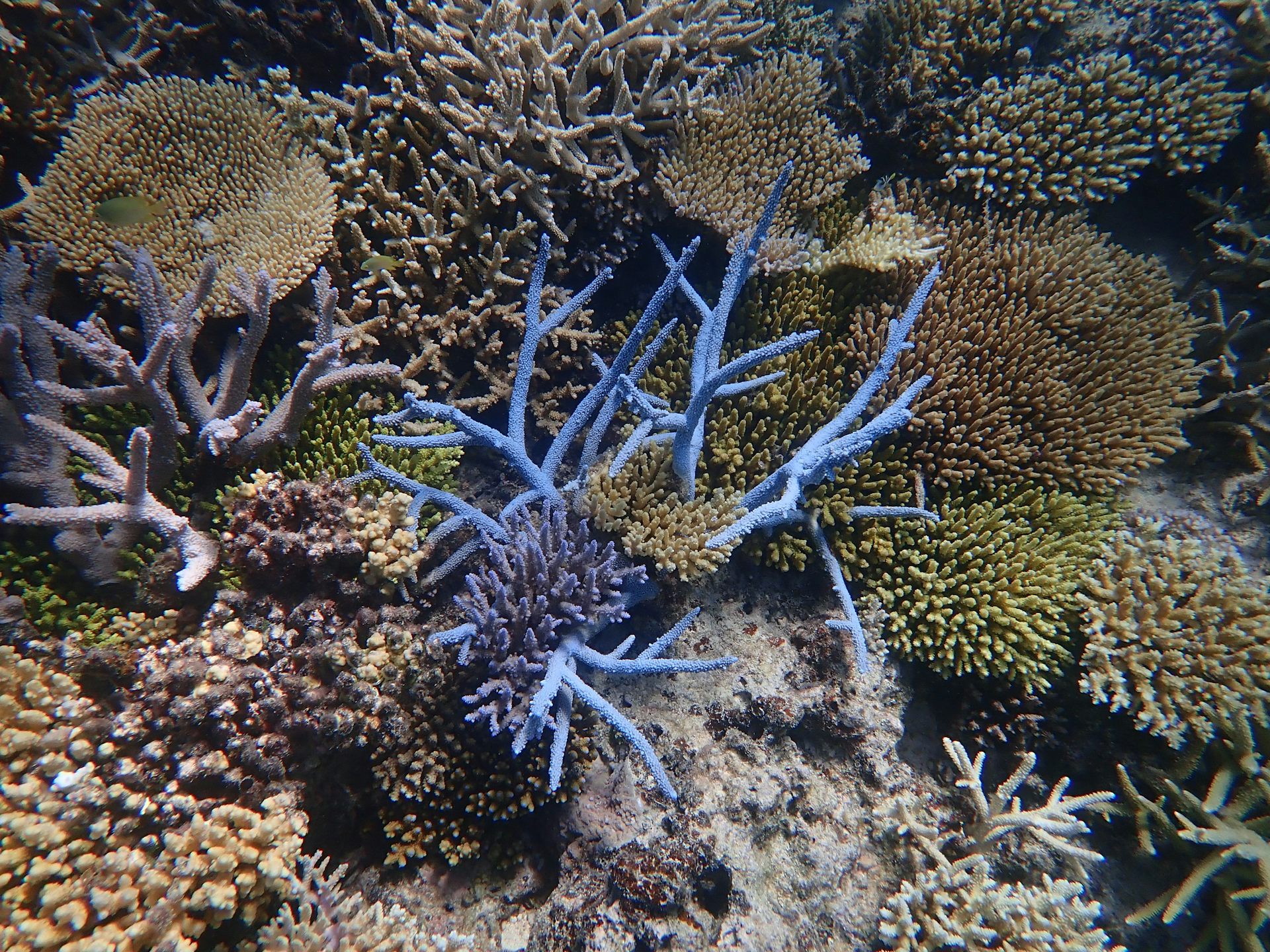 Underwater view of a coral reef in New Caledonia.