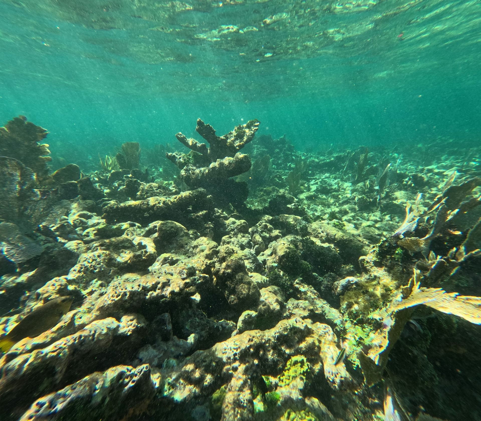 Dead Caribbean reef crest in Mexico.