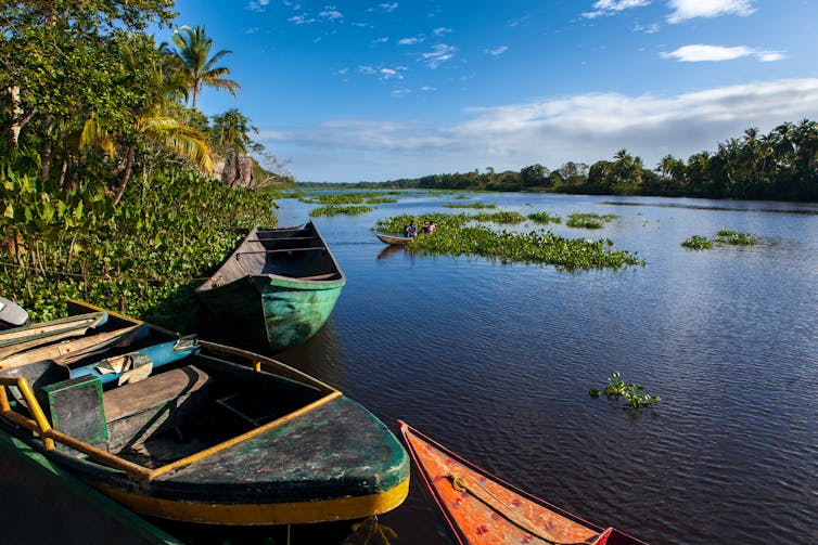 Warao Indians are leaving on a boat with other colorful wooden boats in the foreground.