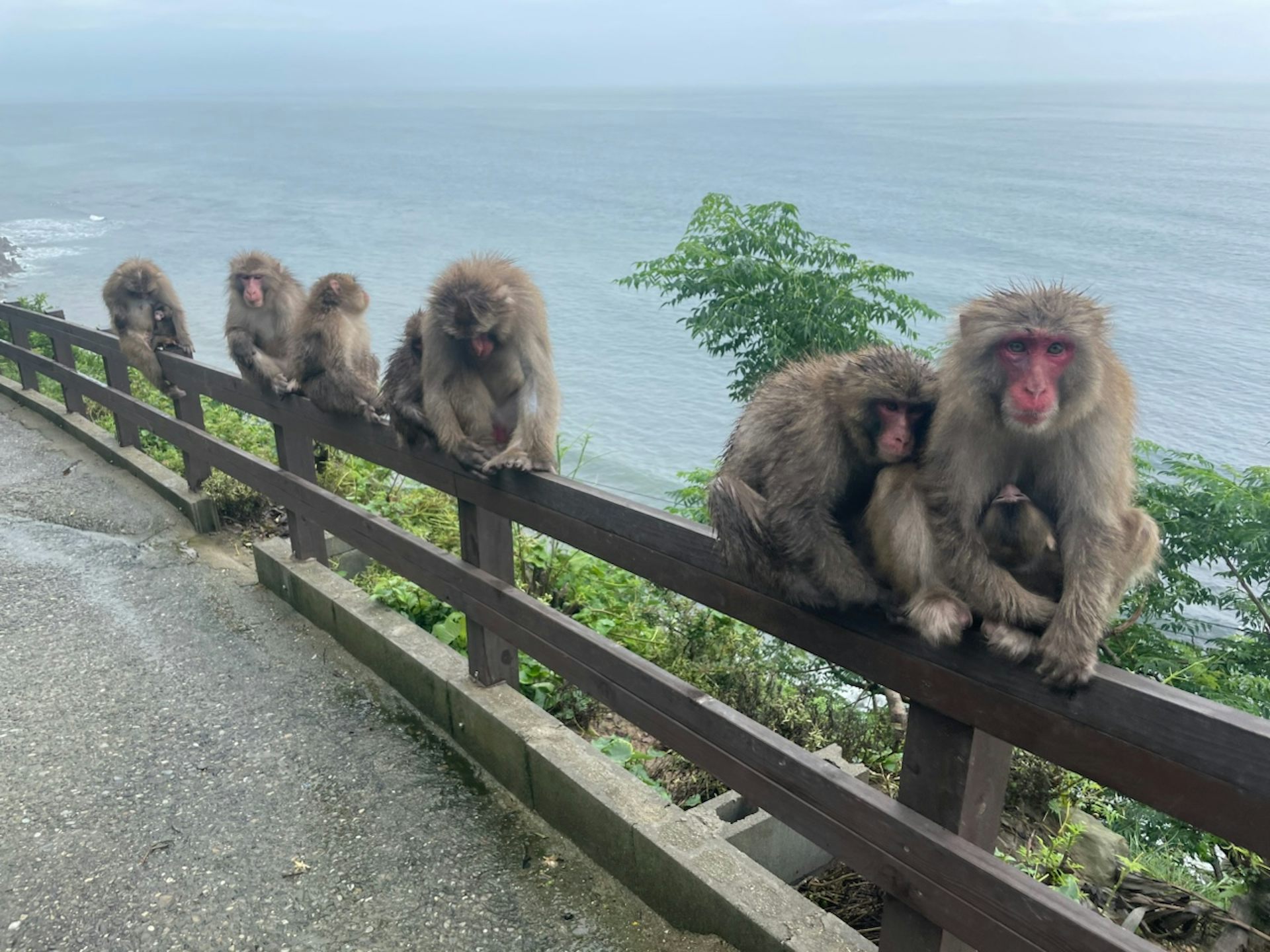 Los macacos japoneses descansan sobre una valla en el Awajishima Monkey Center con el océano al fondo