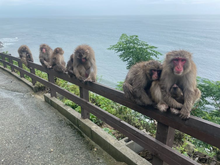 Los macacos salvajes no abandonan a los bebés. Entonces, ¿por qué es la madre de Punch? 5 Los macacos japoneses descansan sobre una valla en el Awajishima Monkey Center con el océano al fondo