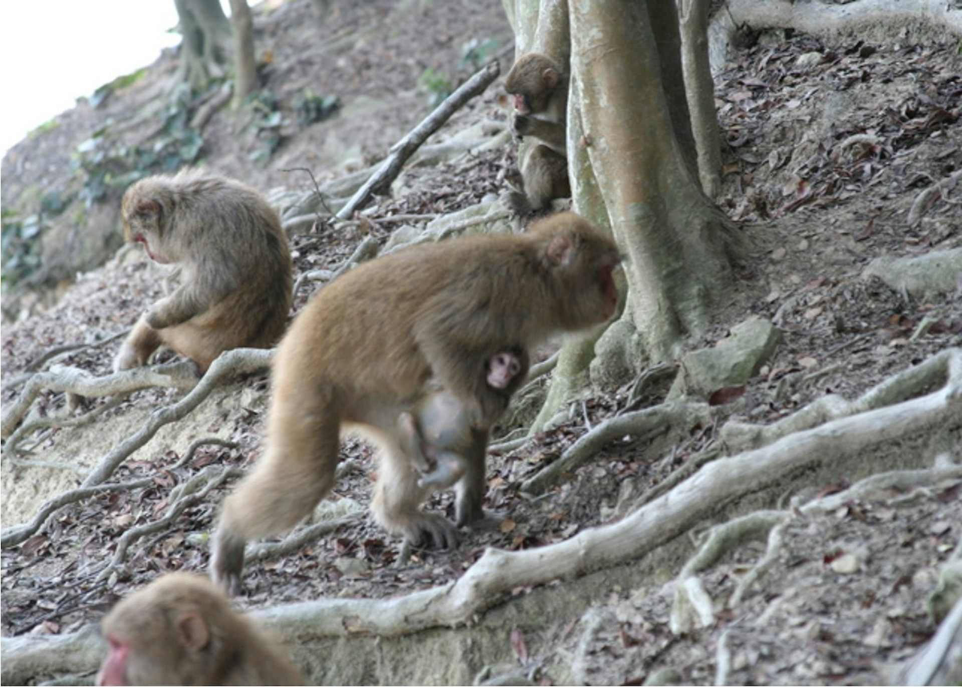 Una madre macaco japonés lleva a su hijo de un año gravemente dañado a una colina en el Centro de Monos Awajishima.